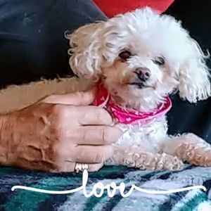 Meet your Posher, Deborah